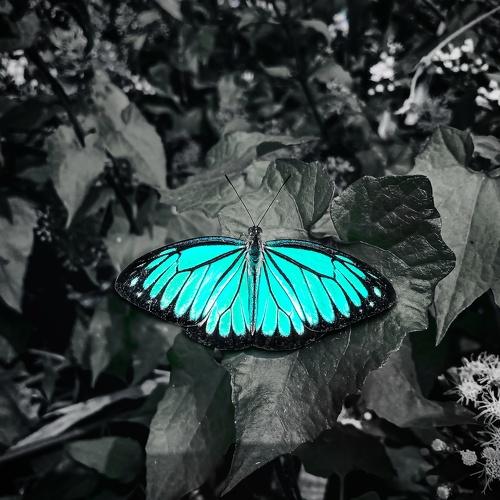 Photo #5459463