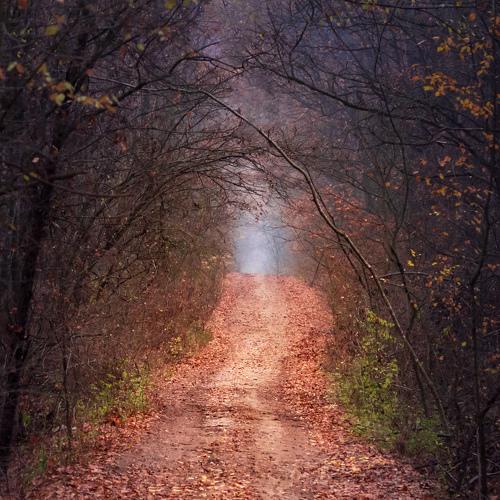 Late November forest path.