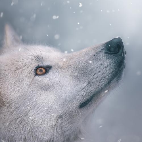 Photo #5461964