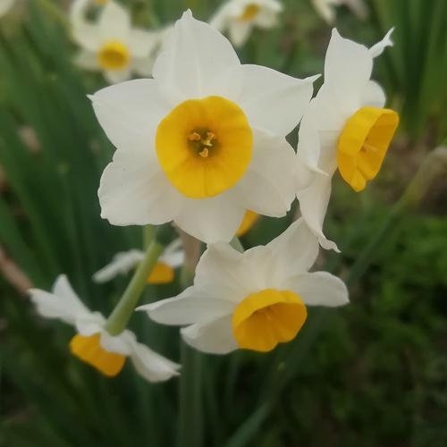 daffodils mobile photo grapy