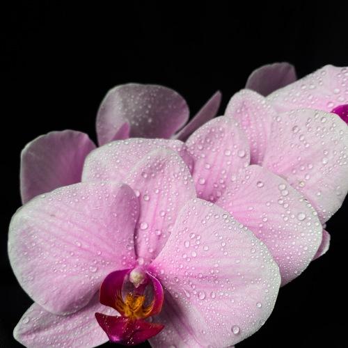 Photo #5462699