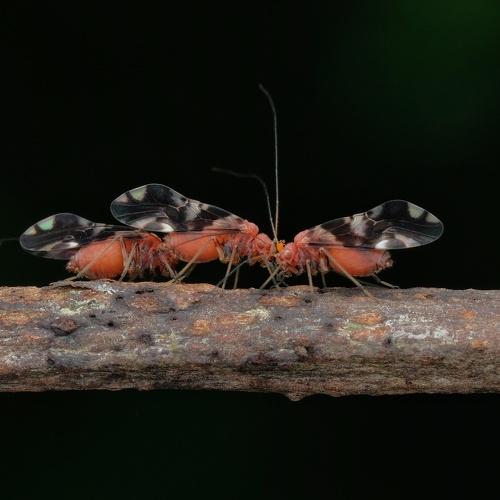 Macro