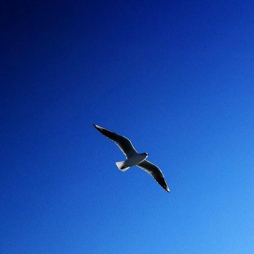 Photo #5466261