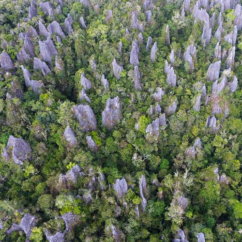 Karst Forest