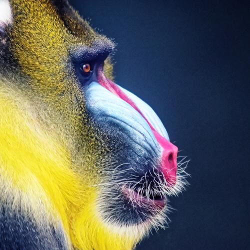 Mandrill