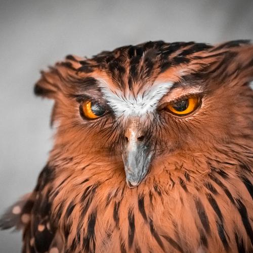 Photo #5474760