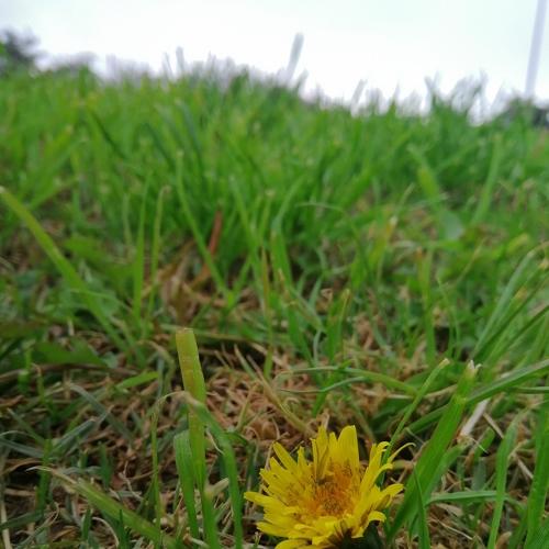 A soul blossoming in nature