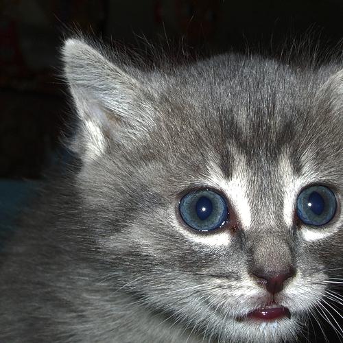 Photo #5478695