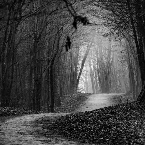 Path in the forest.