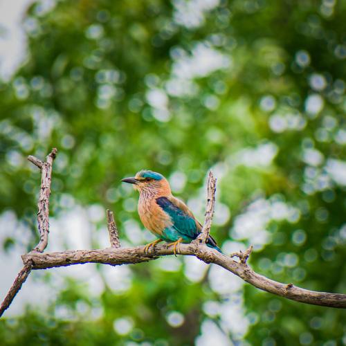 Photo #5480064