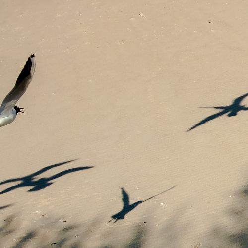 Photo #5480601