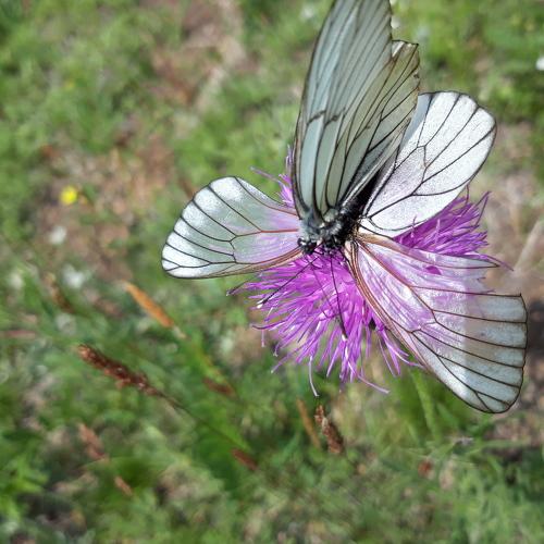 Butterfly mating..