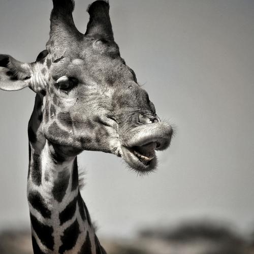 Photo #5485981
