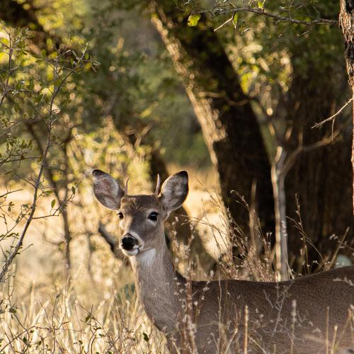 Photo #5486703