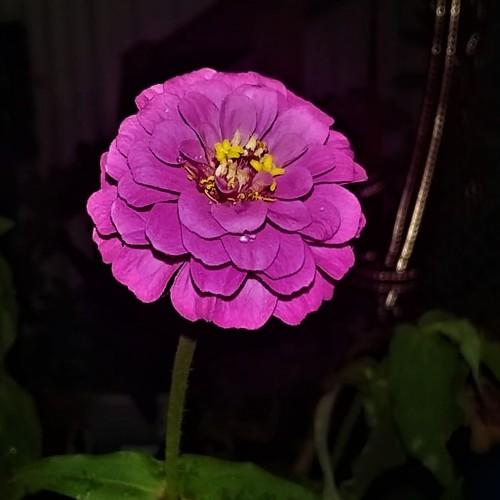 Purple flower.