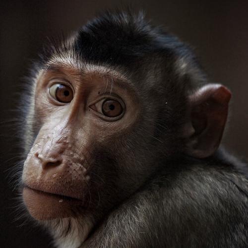 Beruk