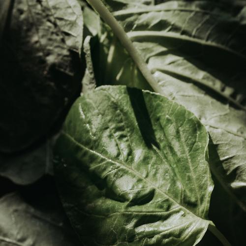 Spinach