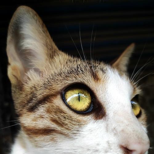 Eyes says it all
