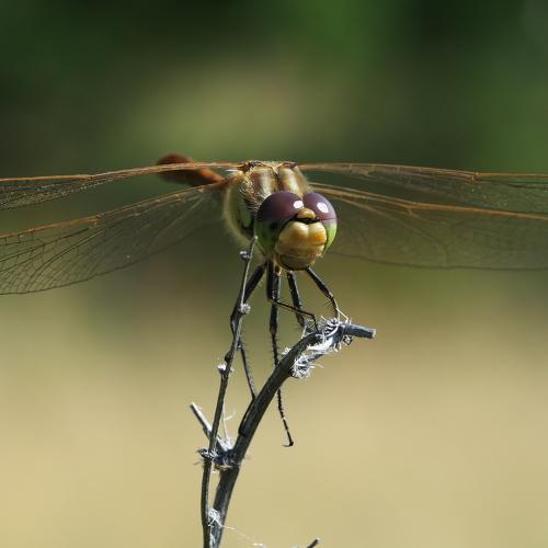 Photo #5491048