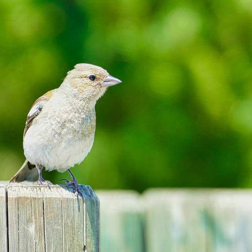 Birds close-up