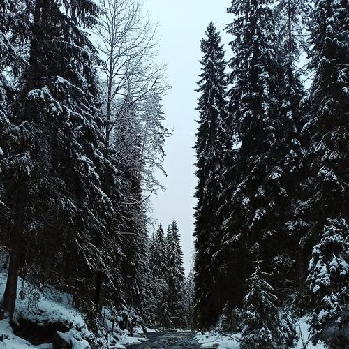 Photo #5494343