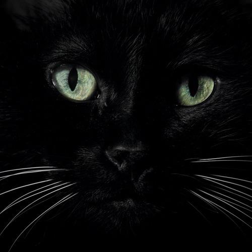 Photo #5494624