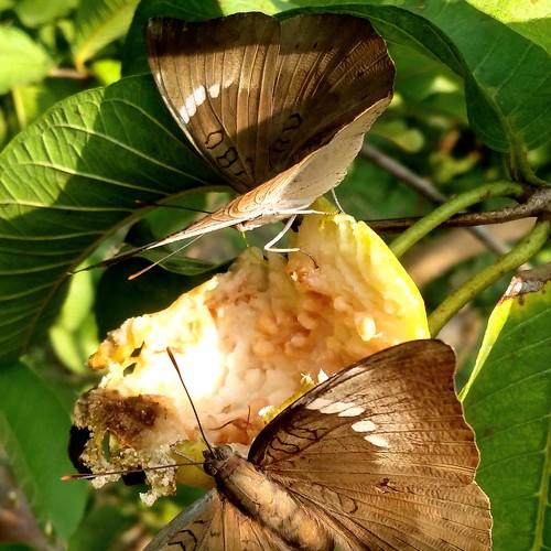 Photo #5496423