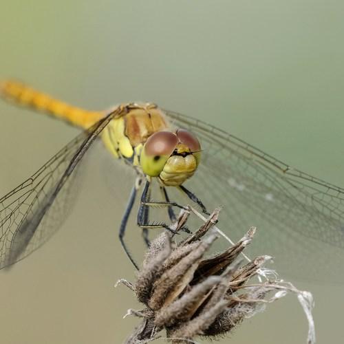 Sympetrum striolatum