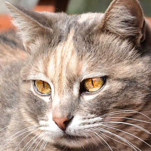 Photo #5497178