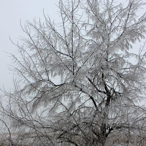 Photo #5497740