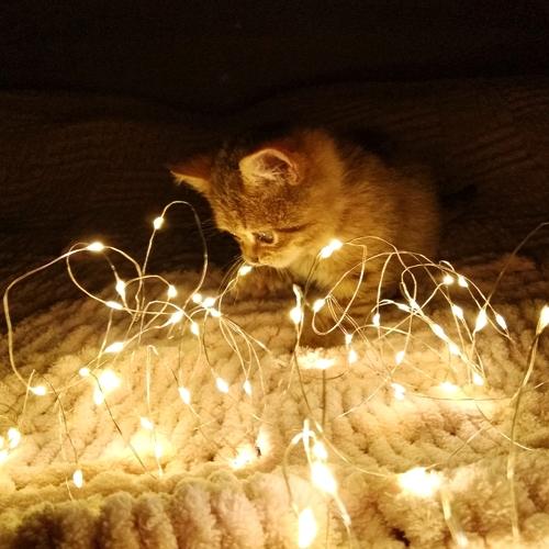 Photo #5498427