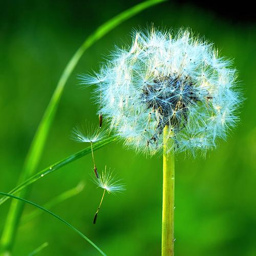 Dandelion parachuting