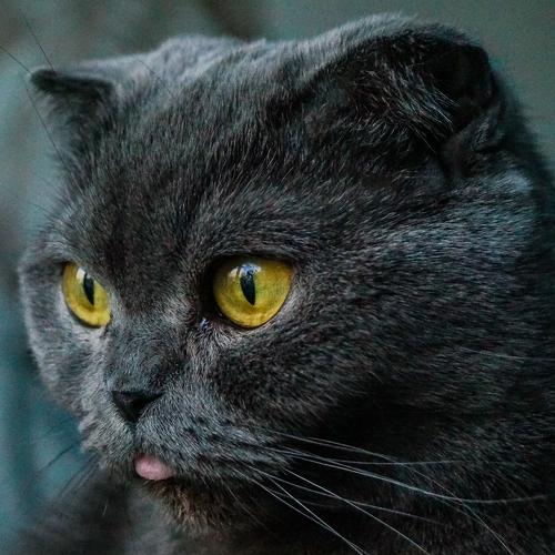 Photo #5498801