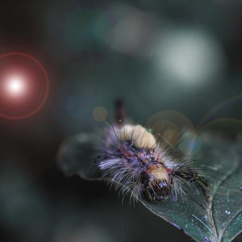 Caterpillar
