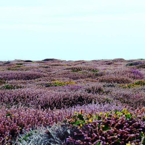 Fields on Lavender