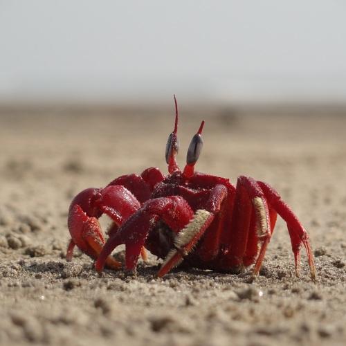 Wildlife