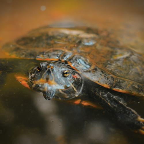 Striped Mud Turtle