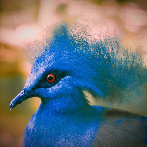 Blue Crowned Pigeon