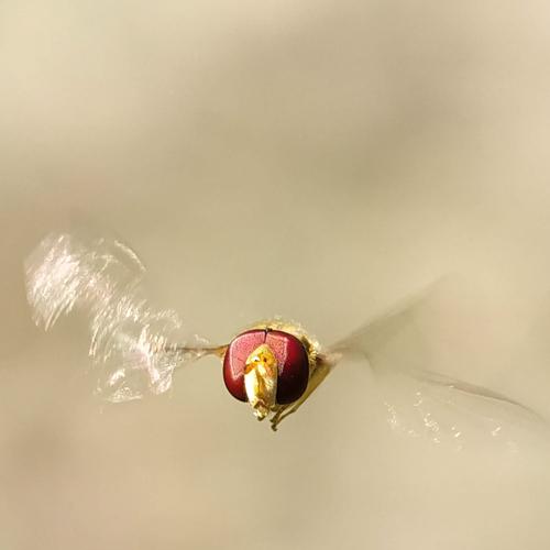 Flying