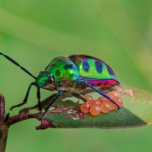 Jewel Bug with her eggs