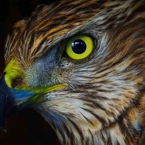 Photo #5505684