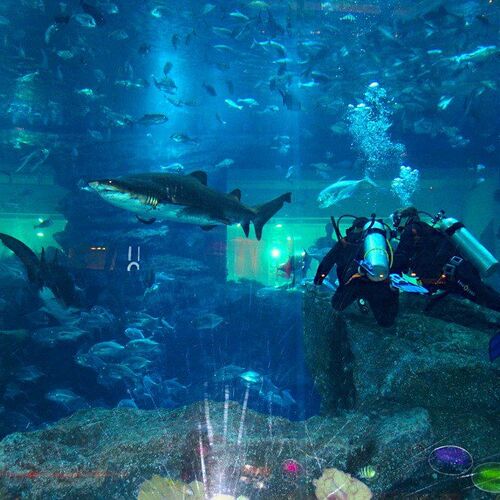 Underwater extreme sports (Подводный экстрим).
