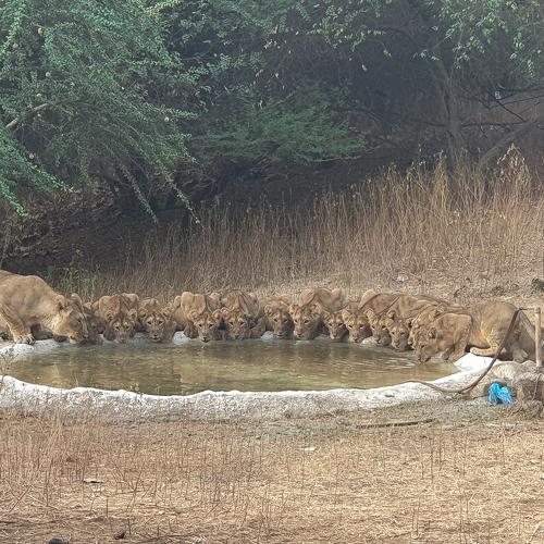 Asiatic lions