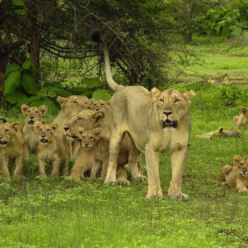 Asiatic Lion