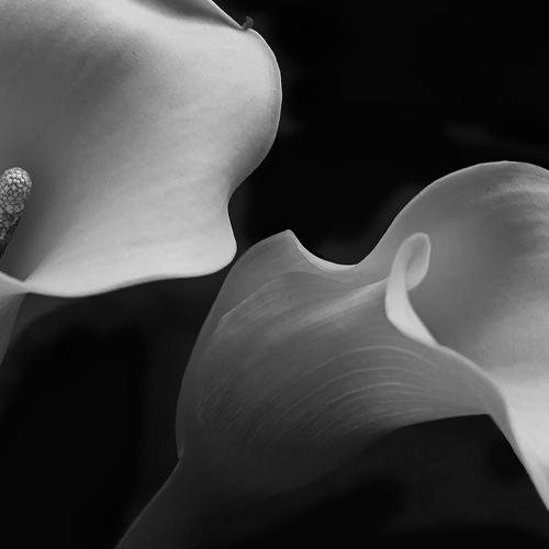 calla lily