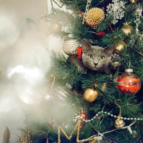 Photo #5515816