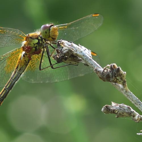 Photo #5516004
