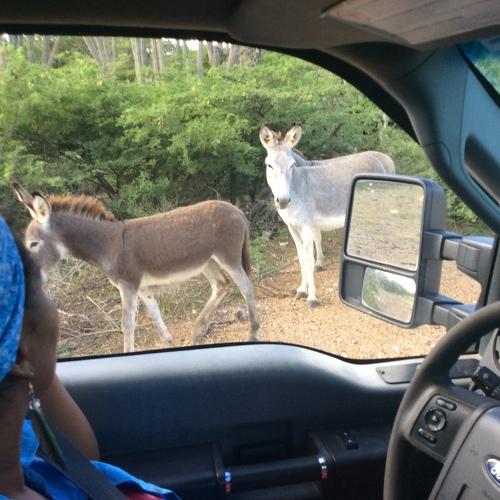 Wild Donkeys along the road in Bonaire