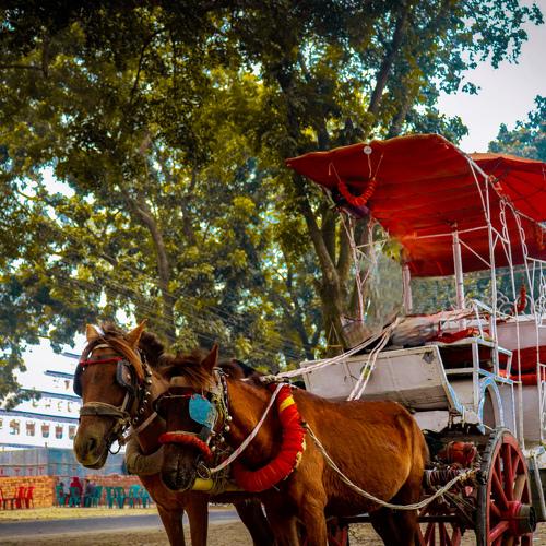 Traditional South Asian Horse wain