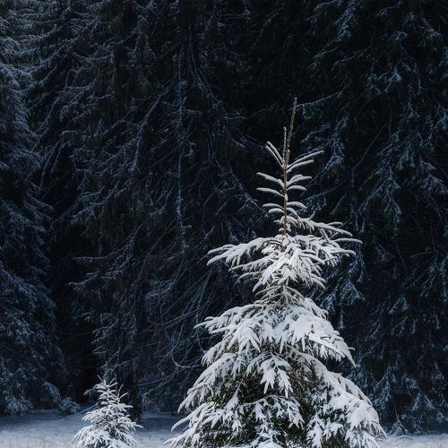 Photo #5517608